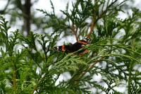 Vanessa atalanta