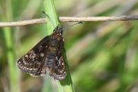 Erynnis tages