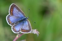 Polyommatus icarus
