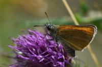 Thymelicus lineola