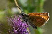 Thymelicus lineola