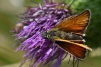 Thymelicus lineola