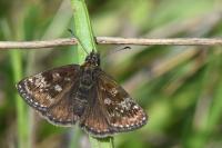 Erynnis tages