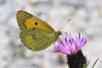 Colias crocea