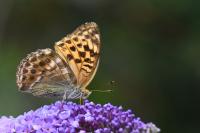 Argynnis paphia