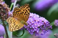 Argynnis paphia