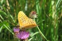 Argynnis paphia