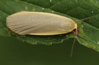 Collita griseola