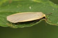 Collita griseola