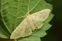 Patania ruralis
