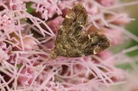 Anthophila fabriciana