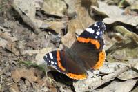 Vanessa atalanta