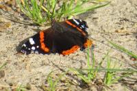 Vanessa atalanta