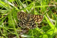 Chiasmia clathrata