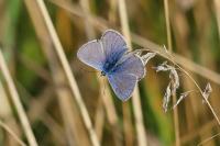 Polyommatus icarus