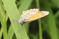 Coenonympha pamphilus