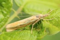 Agriphila tristella