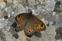 Lasiommata maera