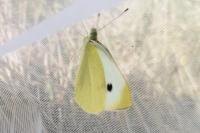 Pieris brassicae