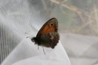 Coenonympha pamphilus