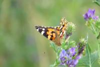 Vanessa cardui