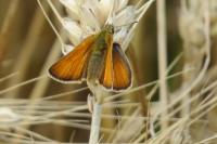 Thymelicus sylvestris