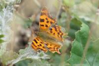 Polygonia c-album