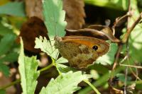 Pyronia tithonus