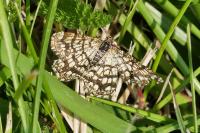 Chiasmia clathrata