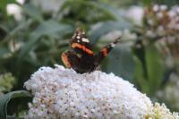 Vanessa atalanta