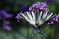 Iphiclides podalirius