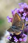 Aricia agestis