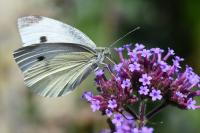 Pieris rapae
