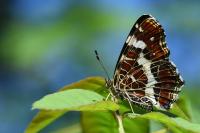 Araschnia levana