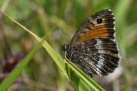 Arethusana arethusa