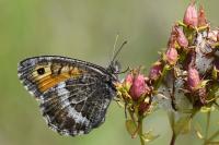 Arethusana arethusa