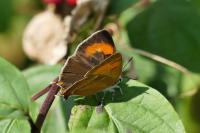 Thecla betulae