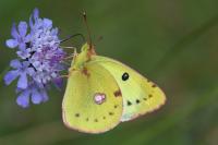 Colias alfacariensis