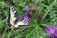Papilio machaon