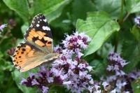 Vanessa cardui