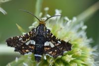 Thyris fenestrella