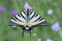Iphiclides podalirius