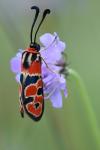 Zygaena fausta