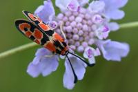 Zygaena fausta