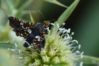Thyris fenestrella