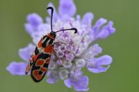 Zygaena fausta