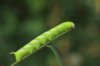 Sphinx ligustri