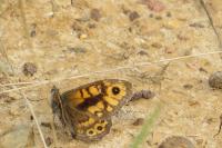 Lasiommata megera