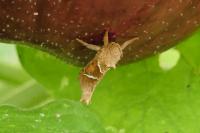 Triodia sylvina