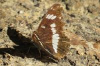 Limenitis camilla